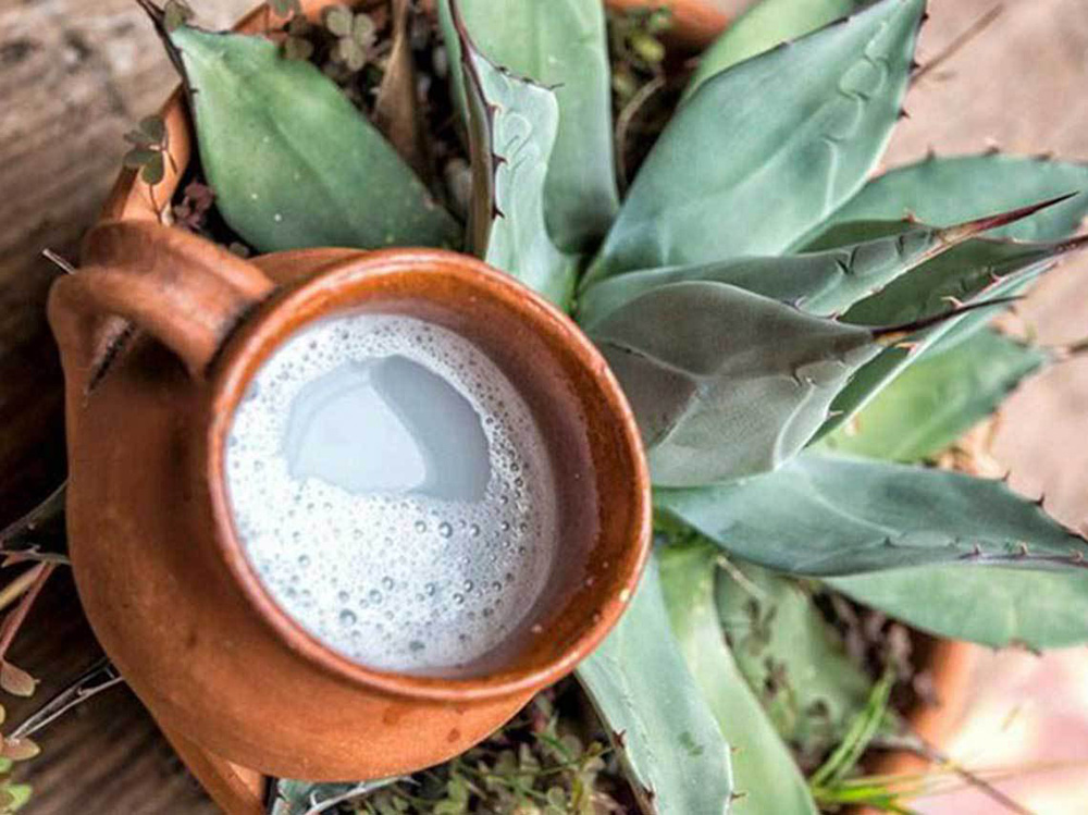 El Pulque Más Que Tradición Es Pura Nutrición Noticias Del Agro